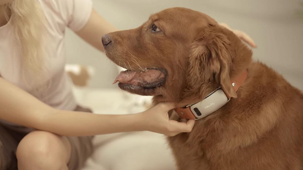 ⚙️ The Collar Speaks Dog