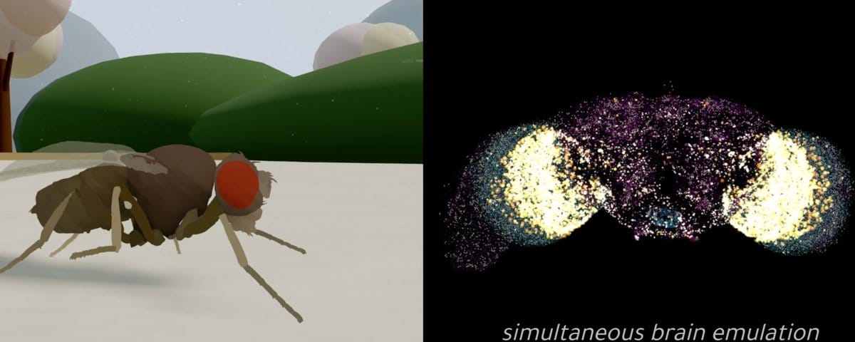 ⛵ First Fruit Fly Brain Emulated