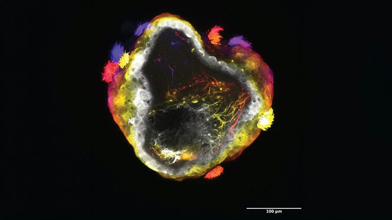 🤖 Biological Robots Grow Brains