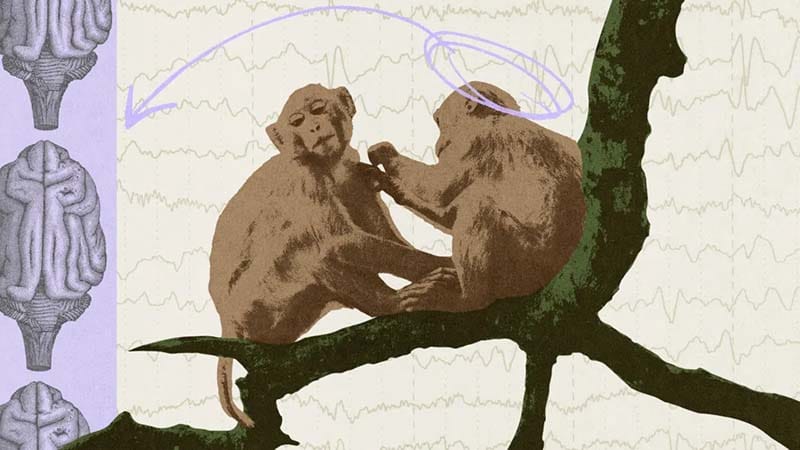 🛎️ Monkeys Now Roam VR by Thought