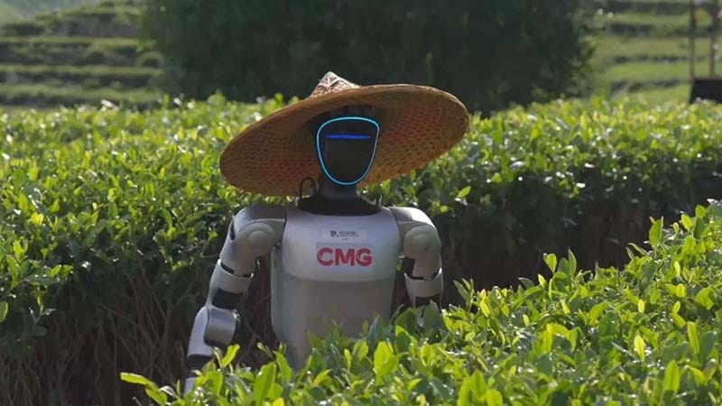 🤖 Tea Farms Test Humanoids