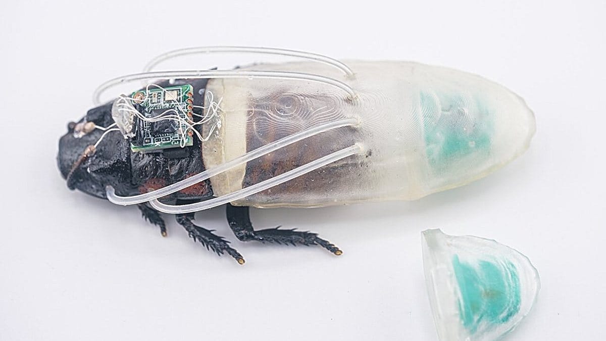 🤖 Cyborg Insects Get Diving Gear