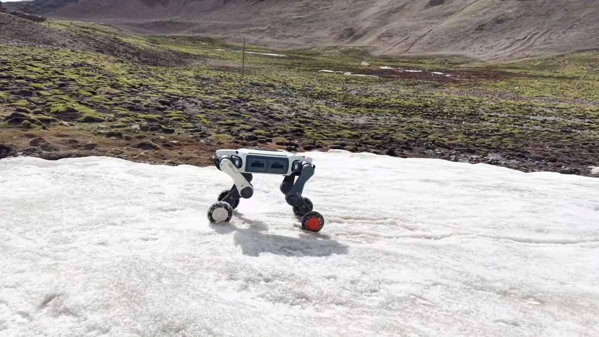 🤖 Wildlife Gets Robot Distance