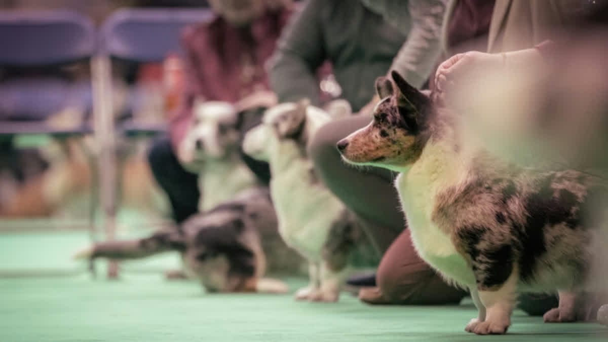 Crufts Courts Younger Dog Lovers